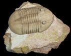 Asaphus Broeggeri Trilobite - Earliest Russian Asaphid #46008-1